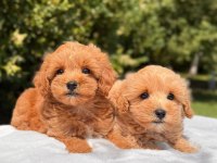 A KALİTE MALTİPOO YAVRULARIMIZ