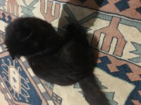 4 aylık dişi scottish fold