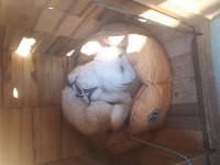 10 aylık maltipoo satılık