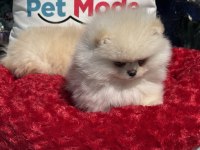 Petmode köpek çiftliğinden teddy face pomeranian