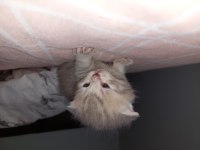 Yedi yavrulu 5 yavrulu anne dahil verilecektir scottish fold