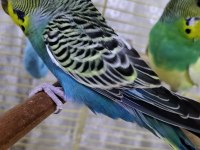 7 MUHABBET KUŞU PAPAĞAN İLE TAKAS OLUR