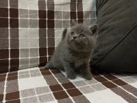 Gri Koca Kafalı Yavru British Shorthair