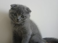 Scottish fold kedisi 2 aylık