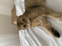 Ücretsiz sahiplendirilecek scottish fold kedisi