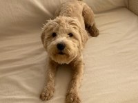 1 yaşında maltipoo acil sahiplendirilecek