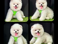 Pomeranian 2,5 aylık köpeğimiz