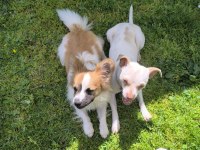1,5 Yaşında Çok Uysal Dişi Chihuahua