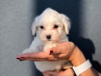 Maltese Terrıer Yavrularım 