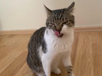 ACİL SAHİPLENDİRME KEDİMİZ