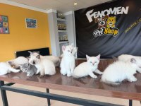 RENK RENK BRITISH SHORTHAIR YAVRULAR ANKARA 