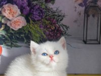 Muchkin bebekler türkiyede sayılı