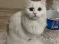 Ömürlük Yuva Arayan 2 British Longhair