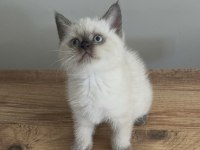 British Shorthair Bebek