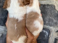CAVALİER KİNG CHARLES KÖPEĞİ