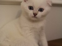 Scottish fold özel cins yavruya yuva arıyoruz