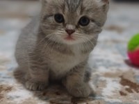 Minnoş kedimiz yeni ailesini arıyor