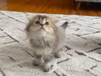 Scottish fold yavrularım yeni yuvasını arıyor