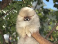 Orjinal ayı suratlı pomeranian boo yavruları