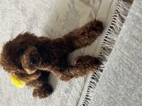 Ücretsiz sahiplendirme yapılacak köpeğimiz Cookie 8 aylık
