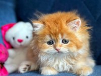 Show kalite british longhair golden yavrular