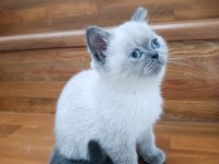 Erkek blue point cinsi erkek 3.5 aylık british shorthair