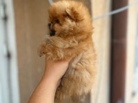 Sağlık ve ırk garantili pomeranian bebeklerimiz