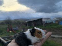 Yavru guinepigler