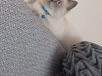 Blue point british shorthair