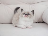 Full şecereli ragdoll yavru kediler