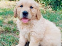 Golden Retriever Yavruları 