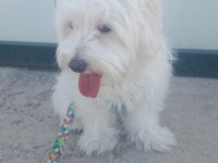 Eğitimli akıllı evcil köpeğimiz