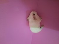 Sheltie ginepig yavru