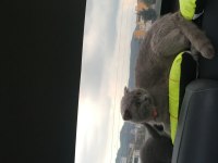 DÜNYA TATLISI MİNNOŞŞ KEDİLERİME YENİ YUVA ARIYORUM