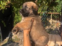 Kafkas çoban köpeği 50 günlük