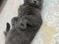 1 buçuk yaşında scottish fold