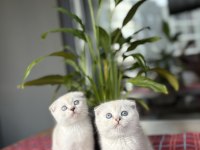 SCOTTISH FOLD DÜNYA TATLISI YAVRULARIM 