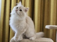Krem rengi british longhair yakışıklım