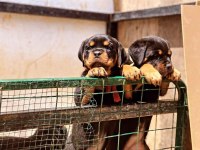 Safkan sağlıklı rottweiler yavrular
