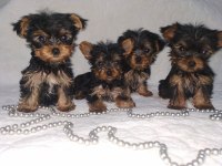 Mini Boy Teacup Yorkshire Terrier Yavrular