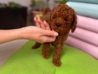 TOY POODLE 3 AYLIK YAVRULAR