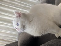 45 günlük maviş gözlü british shorthair