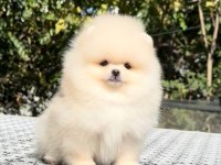 Irkının En Güzel Yavrusu 2.5 Aylık Pomeranian Boo