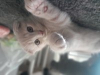 2 aylık scottish fold yavrularımız