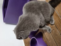 8 aylık erkek scottish fold