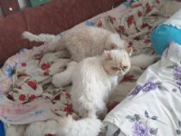 2 Aylık Yavru İran Kedisi