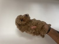 Efsane poodle yavrularım