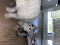 ANNE İRAN CHİNCİLLA BABA BRİTİSH BEBEK KEDİLER