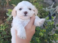 2 aylık malta terrier cinsi 2 erkek