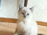 British shorthair blue point British shorthair white